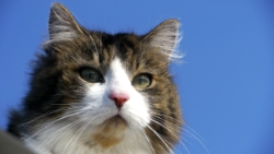 (2012-03) Picasso en ballade sur le toit